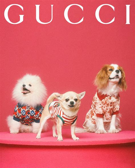 gucci blauw pet|gucci pet collection.